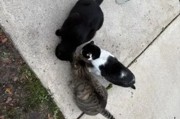 Lost cat, Southwest 34th Street, 4415, Gainesville — female with a mustache-like black patch - photo