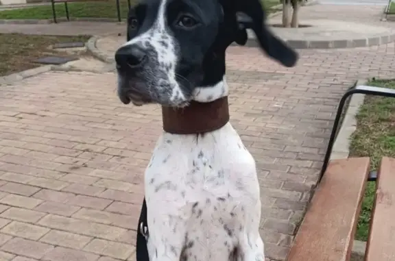 Perros perdidos, San Pedro del Pinatar, foto: Perro perdido, Loma de Arriba, San Pedro del Pinatar — hembra de 3 años