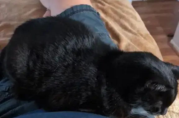 Lost male cat, West Charlotte Drive, 3804, Glendale — black spot on chest - photo
