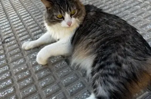 Gato encontrado Murcia, foto: Gato encontrado, Calle Pintor Saura Pacheco, 9, Murcia — muy cariñoso