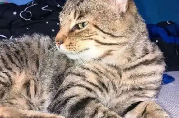 Lost cat, male, Whitney Street, 16, Winooski — black tiger pattern - photo