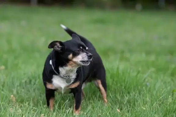 Lost dog, Winslow Road, 19024, Shaker Heights — 10-year-old male Chihuahua mix - photo