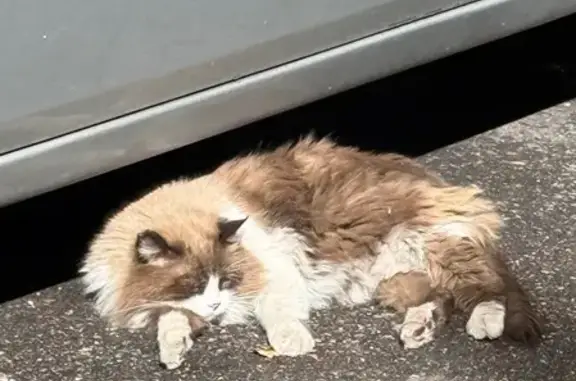Gato encontrado Barajas de Madrid, foto: Gato encontrado, Travesía del Ventorro, 7, Barajas de Madrid — ojos azules