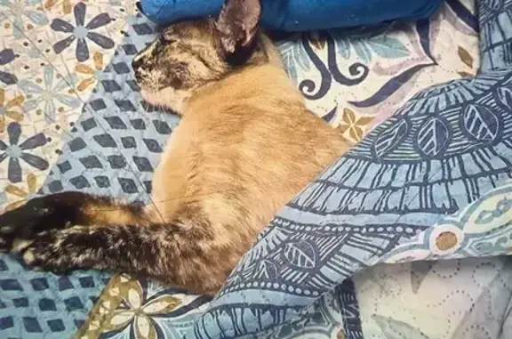 Gato perdido, hembra, La Línea de la Concepción, Andalucía, Sevilla — cruce de siamés y tricolor - photo