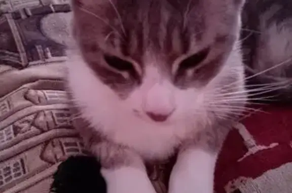 Es una gatita gris atigrada y por debajo es blanca, es muy nerviosa, salió de casa la madrugada o noche de jueves a viernes. No tiene collar pero si tiene chip.