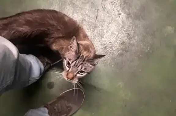 Gato encontrado Oliver-Valdefierro, foto: Gato encontrado, Jardines de la Estrella Polar, Zaragoza, Oliver-Valdefierro — muy manso y parece casero