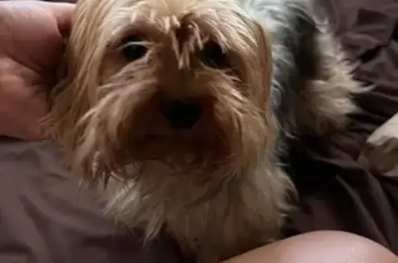 Perro perdido, Calle 13 N., 419, Cancún — terrier macho con microchip - photo