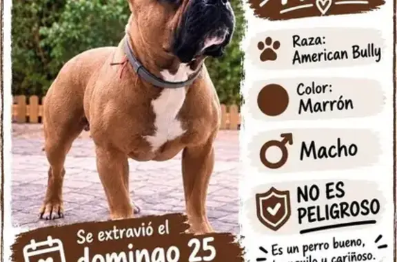 Perros perdidos, Manises, foto: Perro perdido, Calle Valencia, 6b, Cheste, Manises — marrón, pequeño y con las orejas cortadas