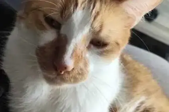 Gato perdido, Rua Baronesa da...