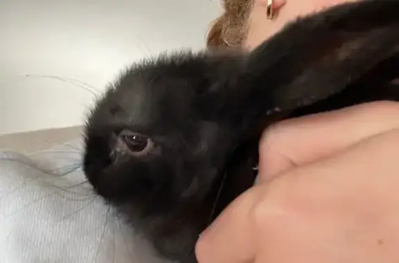 Lost pets Melbourne, photo: Lost rabbit, female, Field Street, 22, City of Glen Eira, Melbourne — black and four months old