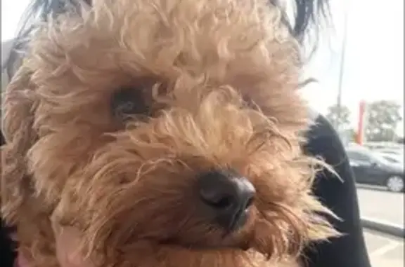 Lost pets Wentworthville, photo: Lost dog, female, Hoad Place, Sydney, Wentworthville — tiny, light brown cavoodle