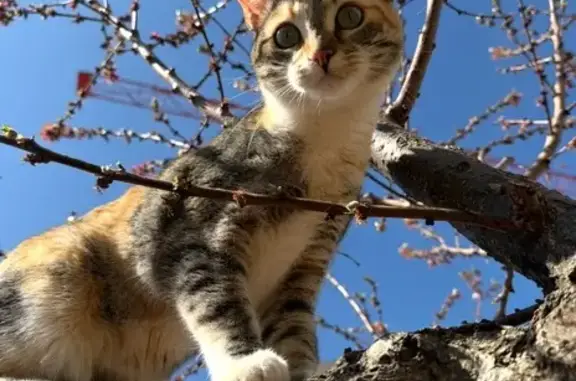 Perdido gato, hembra esterilizada, Honrubia, Castilla-La Mancha, Pozuelo de Alarcon - photo