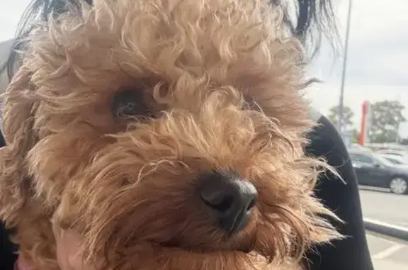 Lost pets Sydney, photo: Lost dog, Hoad Place, 1, Cumberland City Council, Sydney — tiny female with a pink collar
