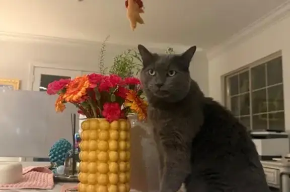 Lost and found pets Rancho Santa Fe, photo: Lost cat, Lago Lindo, 6240-42, Rancho Santa Fe, Rancho Santa Fe — male, friendly