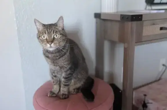 Lost cat, Shoreview Court, 1123, Bay Point — friendly male with yellow eyes - photo