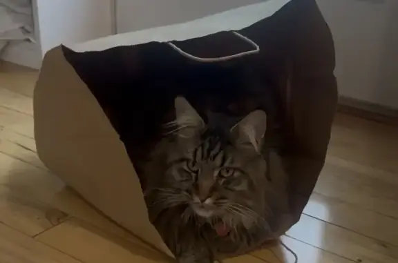 Lost male cat, Lindell Village, DE 19808, Wilmington — slender tabby Maine Coon with long fur - photo