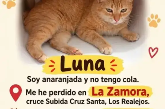 Perdido gato hembra, La Zamora, Canarias, Sevilla — sin cola - photo