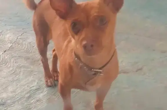 Animales perdidos Mexico City, foto: Perro perdido, hembra, Avenida Tecoloapan, 58, Ciudad López Mateos, Mexico City — chihuahua cabeza de venado