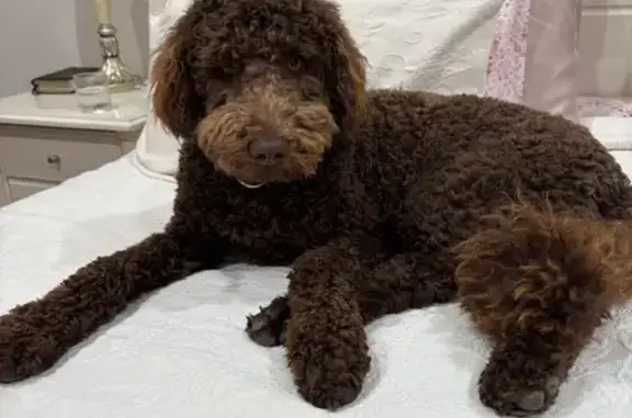 Lost Dog, George Street, 54, Copper Coast Council, Port Moonta — male, 12-month-old brown Groodle - photo