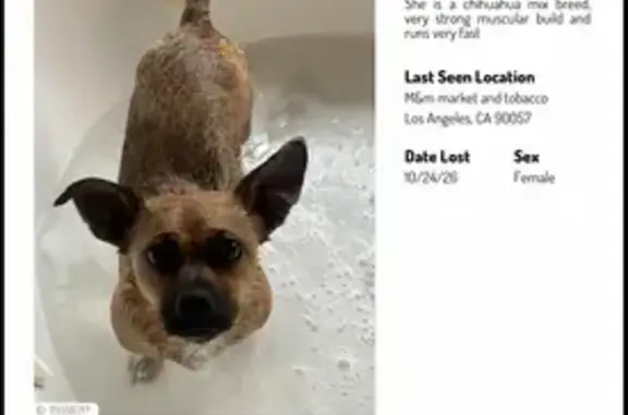 Lost and found pets Chicago, photo: Lost dog, Los Angeles, California, Chicago — female, brown and black