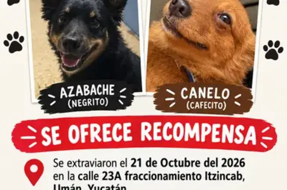 Perros perdidos, Uman, foto: Perro perdido, Calle 23-A, Umán, Uman — perros chiquitos y muy juguetones