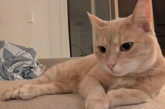 Missing cat Strathfield, photo: Lost cat, female, Short Street, 26, Strathfield — light ginger domestic short-hair