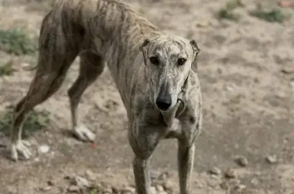 Perro perdido, Vía Sin Nombre, Camarena, Toledo — perra tímida y noble - photo