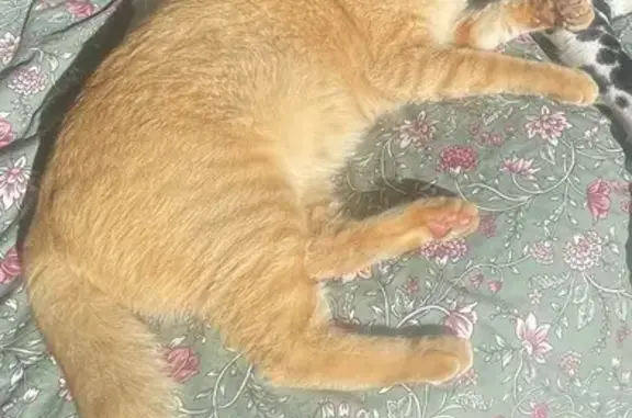 Missing cat Devon Meadows, photo: Lost cat, Elkedra Way, 25, Casey City, Devon Meadows — male