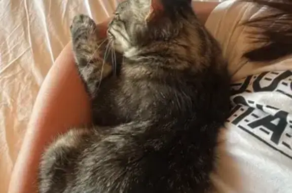 Gato perdido, Carrer Nou, 14, Estivella, Sagunto — macho, gris atigrado y muy activo - photo