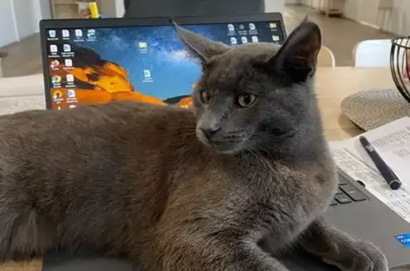 Lost cat, Leumeah Street, Armadale — young male who loves cuddles - photo