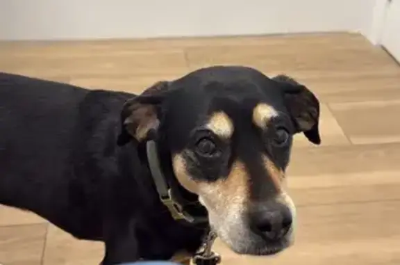 Perro perdido, La Consolació, Vic — hembra de 13 años con arnés marrón - photo
