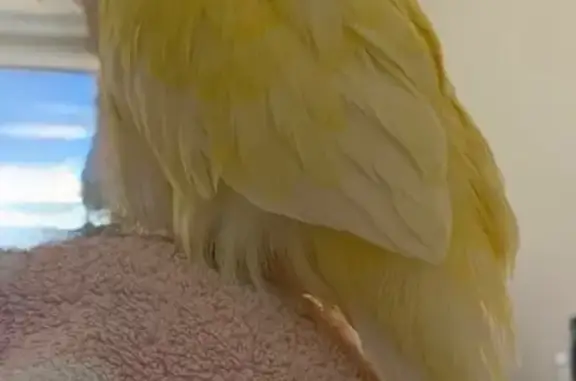 Lost pets Dandenong, photo: Lost bird, male, Lawn Road, 37-39, Greater Dandenong, Dandenong — Cremino Indian Ringneck named Kuddy