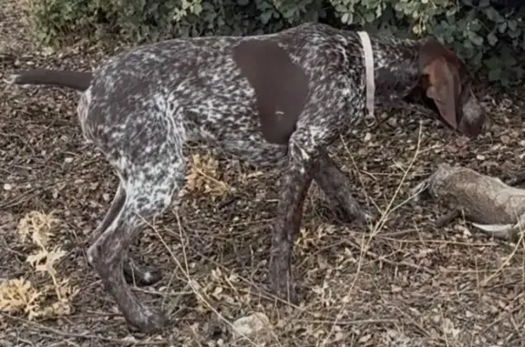 Perro perdido, Lugar la Dehesilla, 186, El Molar, Tres Cantos — hembra de braco alemán con mancha identificativa - photo