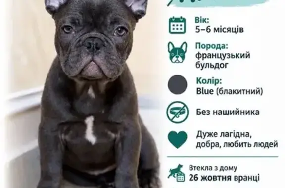 Зникла собака, Братня вулиця,...