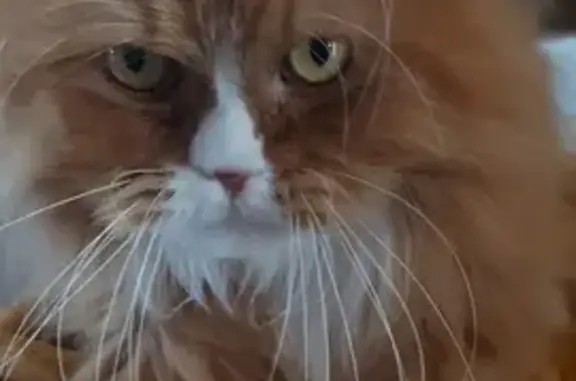 Gato perdido, Algeciras — se llama Bubi - photo