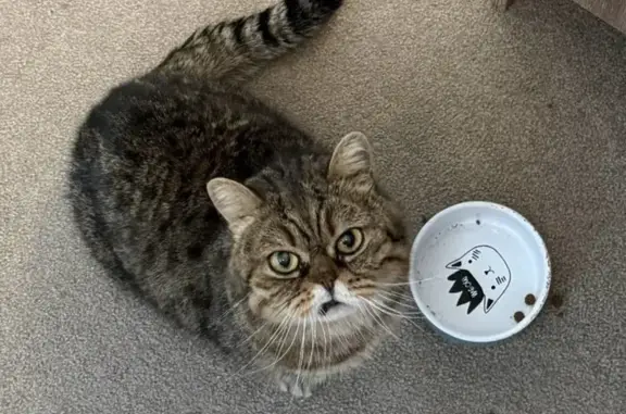 Lost male cat, Londolozi Stree...