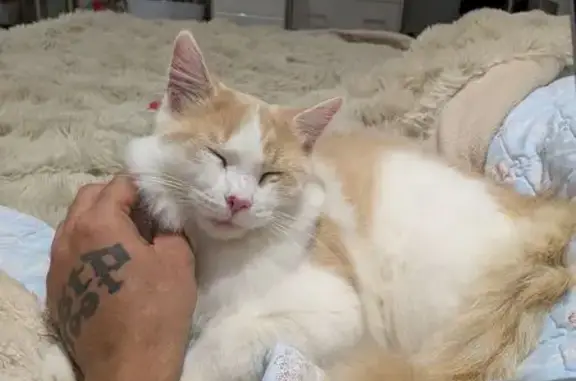 Lost cat, male, Smith Avenue, 86, Northern Beaches Council, Curl Curl — missing since 4 am - photo
