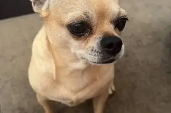 Perro perdido, Valdorros, Castilla y León, Torrelavega — a veces cojea de la pata trasera derecha - photo