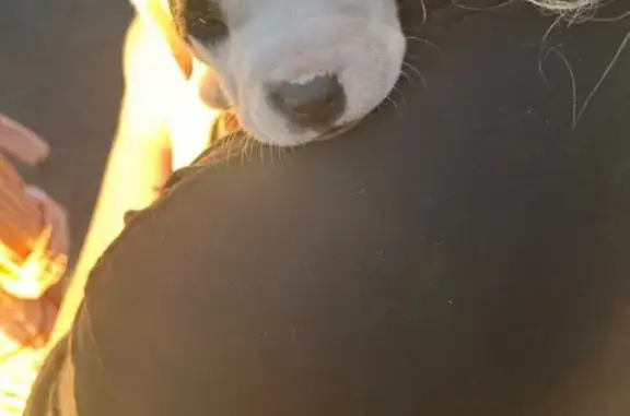 Found dog Virginia Beach, photo: Found female dog, Algonac Avenue, 4820, Virginia Beach — black and white puppy