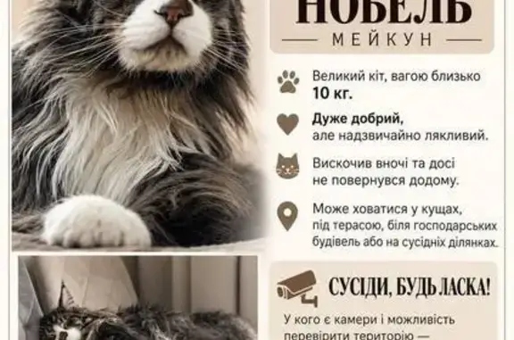 Зникла кішка, Київ, Гнідин — с...