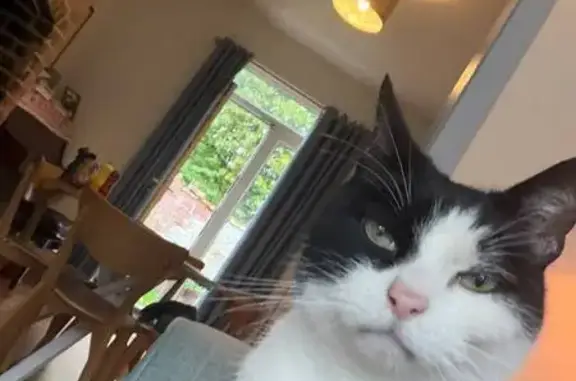 Missing cat Stretford, photo: Lost cat, Lynton Road, Carlisle — mostly black with white paws