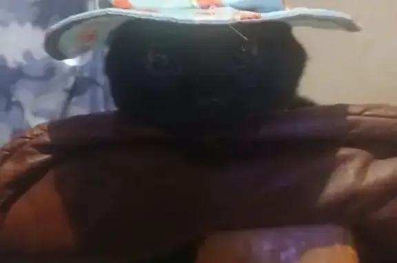 Lost male cat, Woodland Avenue, 5, Fox Lake, Columbus — black domestic shorthair with golden eyes - photo