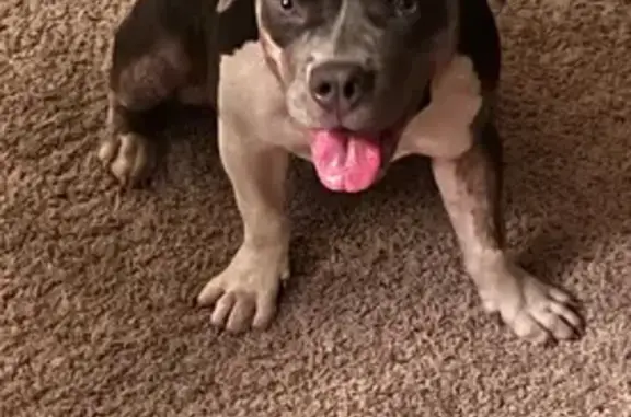 Missing dog Houston, photo: Missing dog Female, Houston (usl553045)