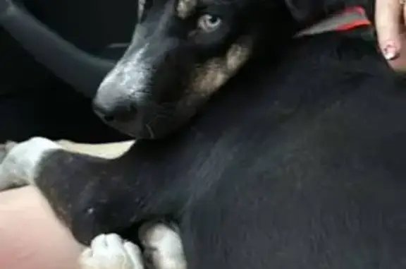 Perro encontrado Monterrey, foto: Perro encontrado, enfrente de Hanaichi, Distrito Armida, Monterrey — macho con un ojo azul y otro café