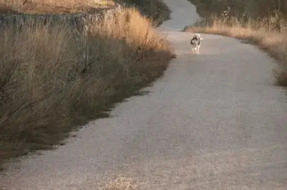 Encontrado perro, Camino de la...
