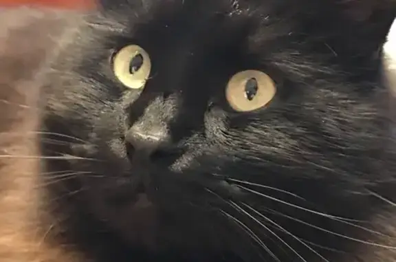 Lost cat, Hickory Drive, 155, Startex — black, fluffy male with greenish-yellow eyes - photo