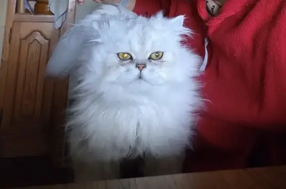 Gato perdido, Carretera de Castiello, 419, Gijón — persa blanco y delgado - photo