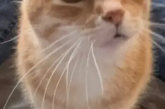 Missing cat Omaha, photo: Lost male cat, Northwest 66th Street, 3829, Oklahoma City, Omaha — orange cat with clipped ear