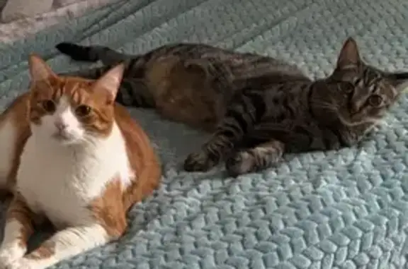 Gato perdido, Puerta del Mar, 3, Adra, Sevilla — tiene rayas y manchas redondas - photo