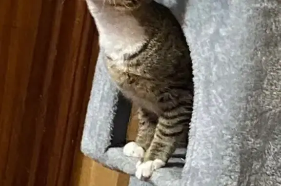 Año y medio, gata blanca y parda, complexión delgada.